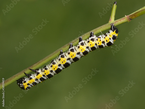 Striped black-yellow caterpillar © Rubik Oleg