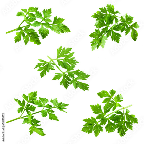 Collection of parsley isolated on white