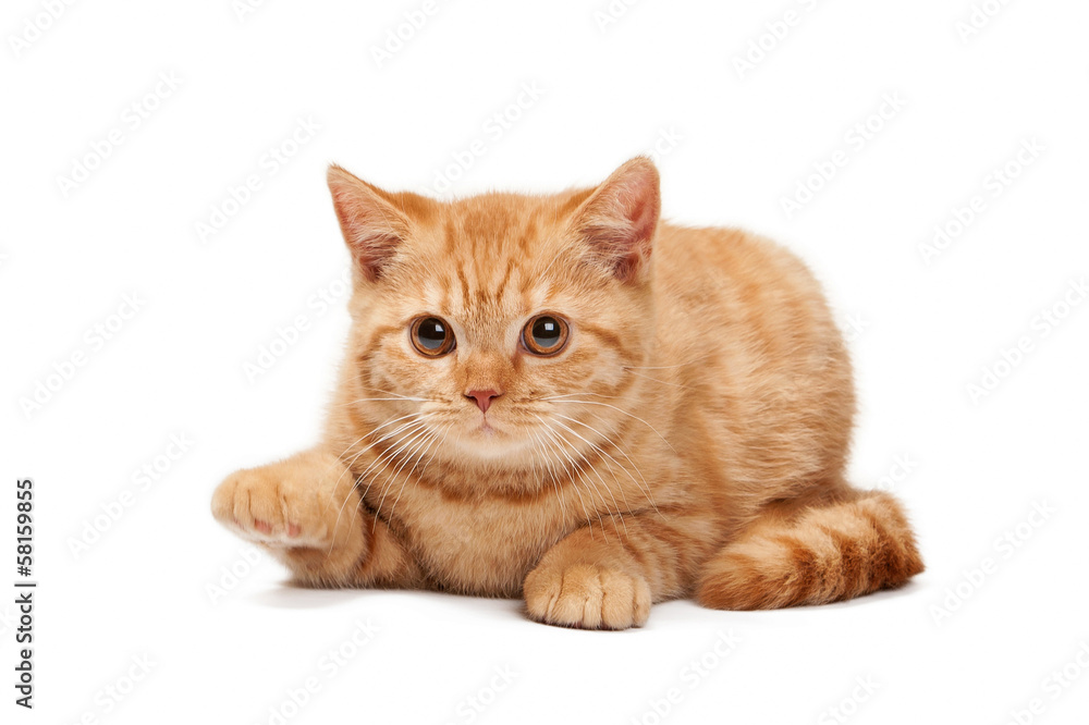 small red british kitten on white background