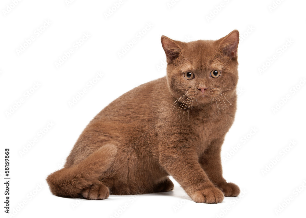 small cinnamon british kitten on white background