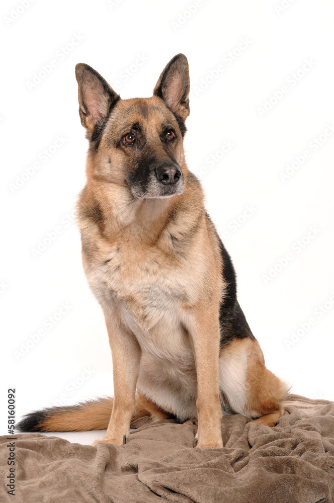 Deutscher Schäferhund sitzend mit Kuscheldecke Deutscher Schäferhund sitzend mit Kuscheldecke