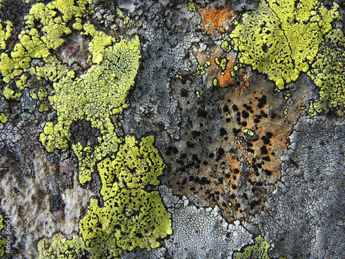 Flechten am Fels - rock lichens