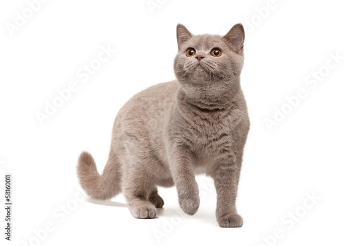 Young british kitten on white background