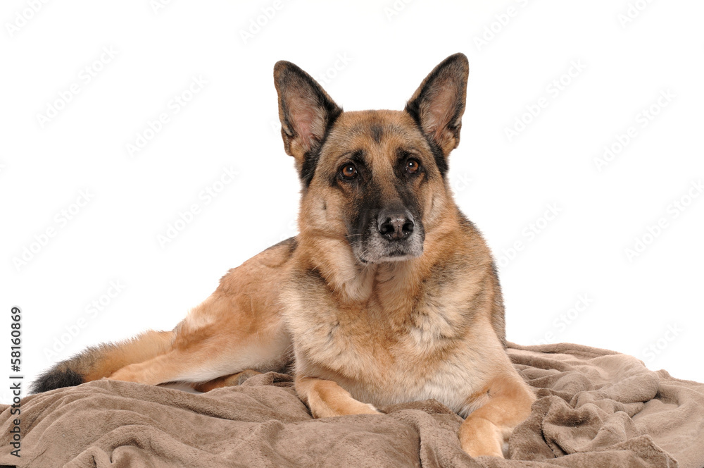 Deutscher Schäferhund liegend mit Kuscheldecke Deutscher Schäferhund liegend mit Kuscheldecke