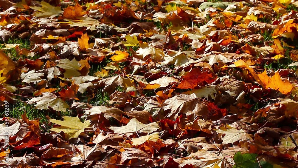Dry leaves on the ground in a forest Dry leaves on the ground in a forest