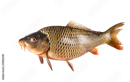 carp fish isolated photo