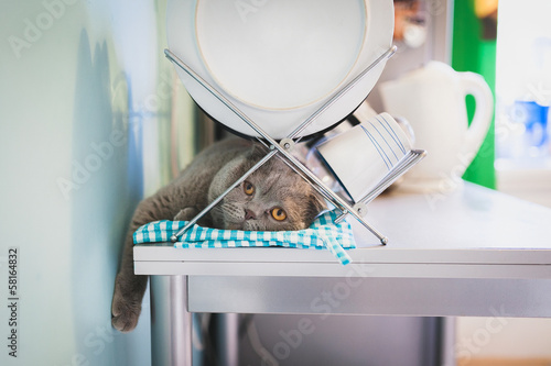Lazy cat lying under the dish drainer in the kitchen