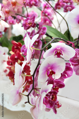 Big mix of amazing orchids photo