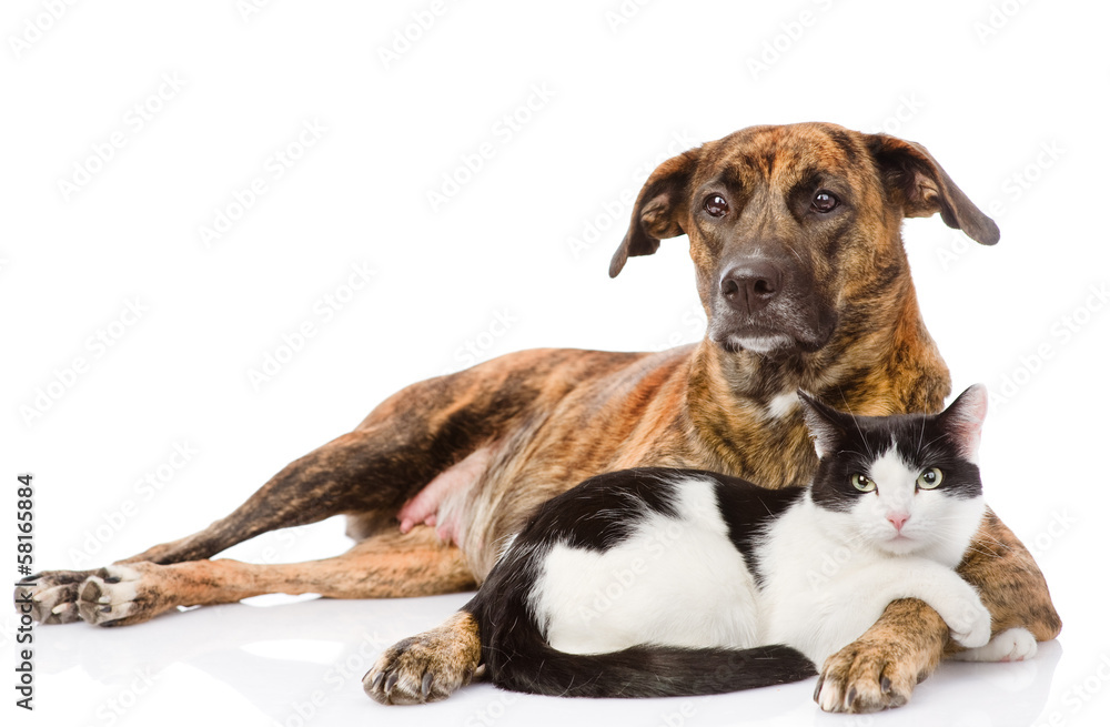 Fototapeta premium Large dog and cat lying together. isolated on white background