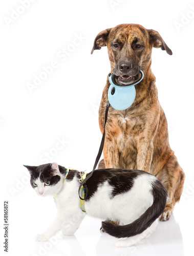 Dog walking a cat on a leash. isolated on white background