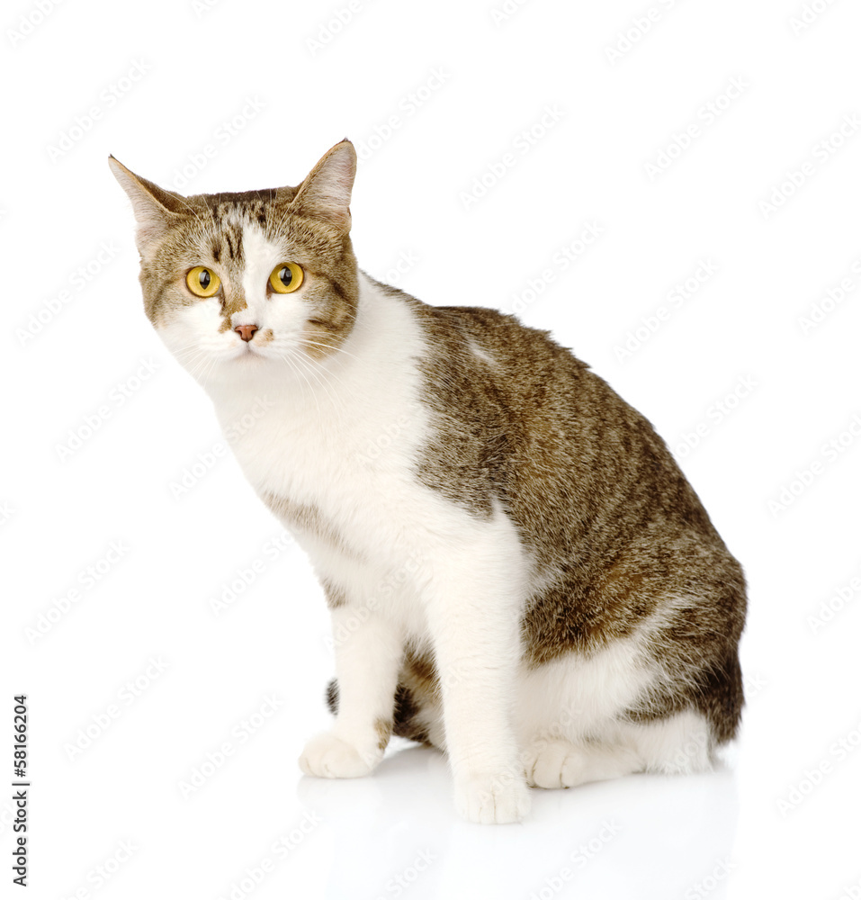 mixed breed cat looking at camera. isolated on white background
