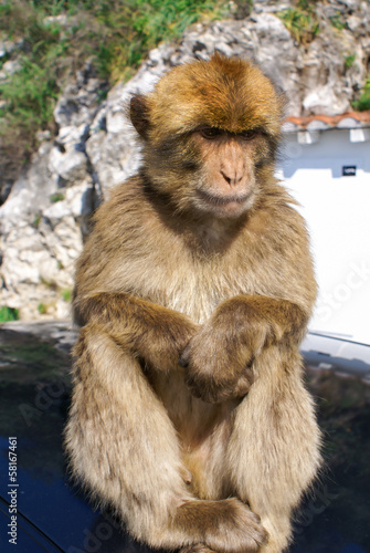 Barbaby Ape sitting on wall overlooking the port area Gibraltar © Lukasz Janyst
