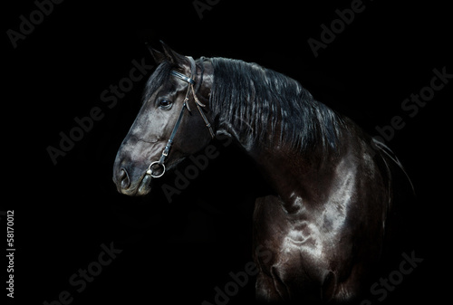 Black horse isolated on black background © Alexia Khruscheva