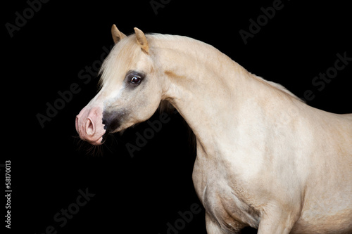 Welsh pony isolated on black background