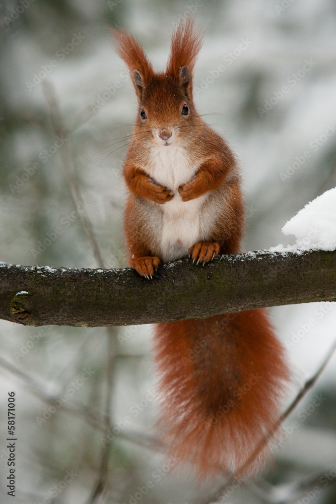Naklejka premium Red squirrel on the branch in winter watching the onlooker