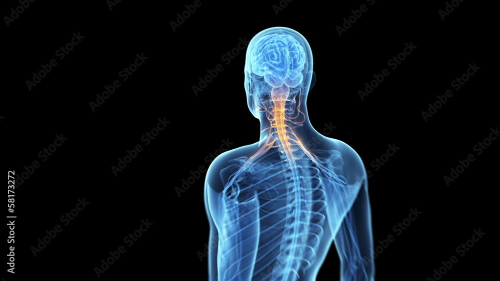 Animation showing the human nerves and brain Animation showing the human nerves and brain