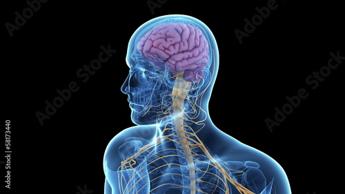 Rotational animaton of the brain and nerves