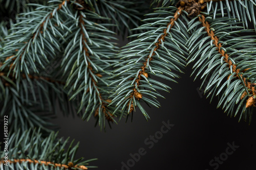 Christmas tree isolated on the black background © gawriloff