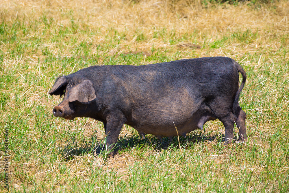 Black pig outdoor grazing in Menorca Balearic islands Black pig outdoor grazing in Menorca Balearic islands