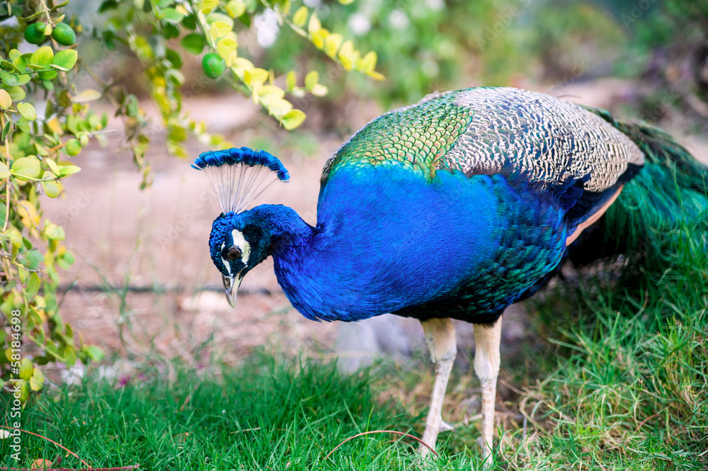 Fototapeta premium beautiful peacock