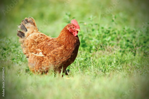 colorful hen on green meadow photo