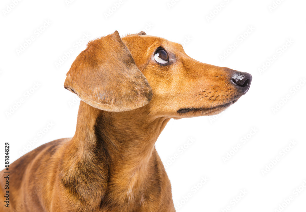 Dachshund Dog looking up