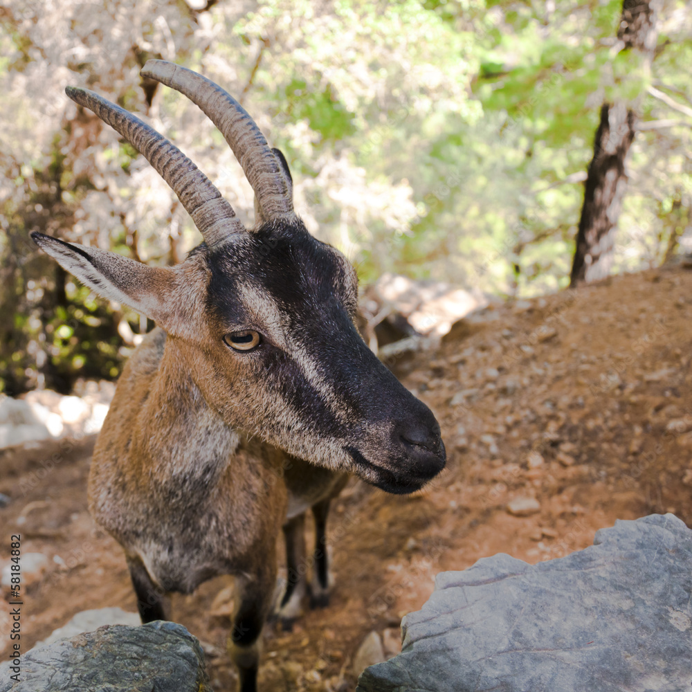 Wild kri-kri goat in Samaria Gorge, Crete, Greece. Stock Photo | Adobe