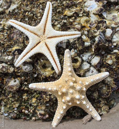 Starfish on the beach © Photo Gallery