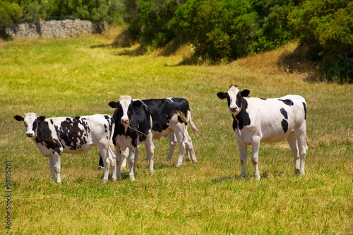 Menorca Friesian cow cattle grazing in green meadow © lunamarina