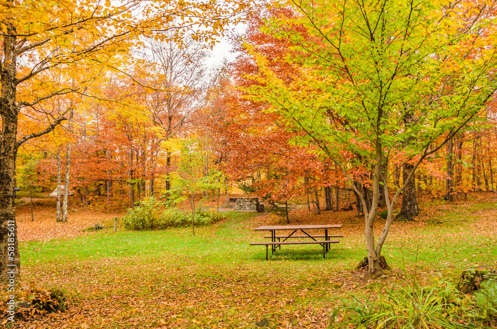 Recreation Area in a Forest and Autumn Colours