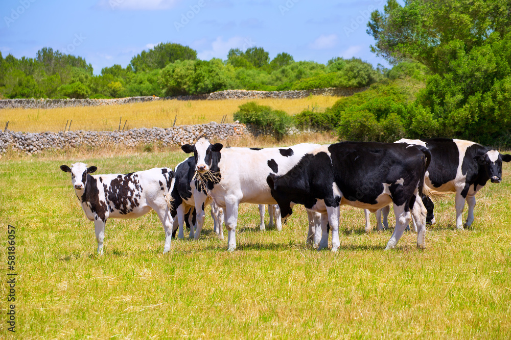 Menorca Friesian cow cattle grazing in green meadow Menorca Friesian cow cattle grazing in green meadow