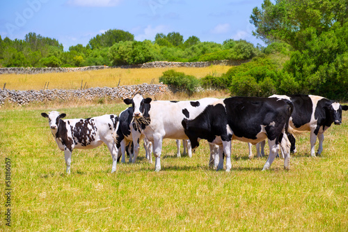 Menorca Friesian cow cattle grazing in green meadow © lunamarina