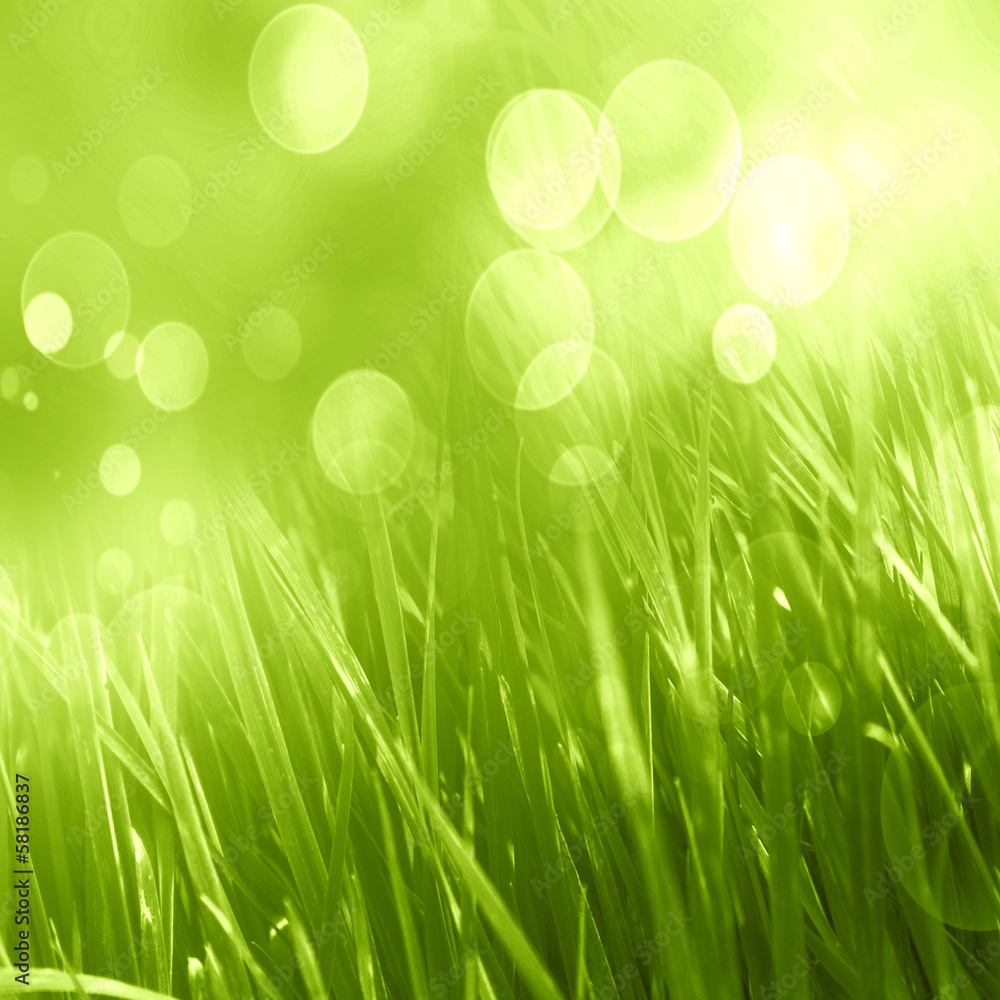 Obraz premium grass background