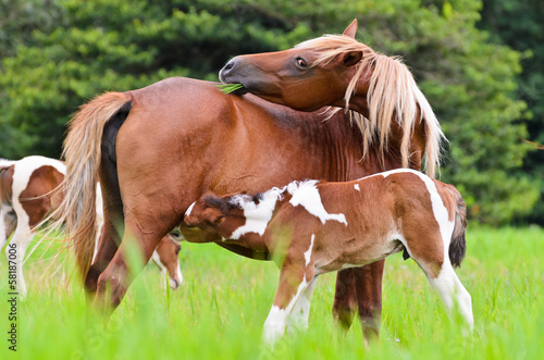 Horse foal suckling from mother.