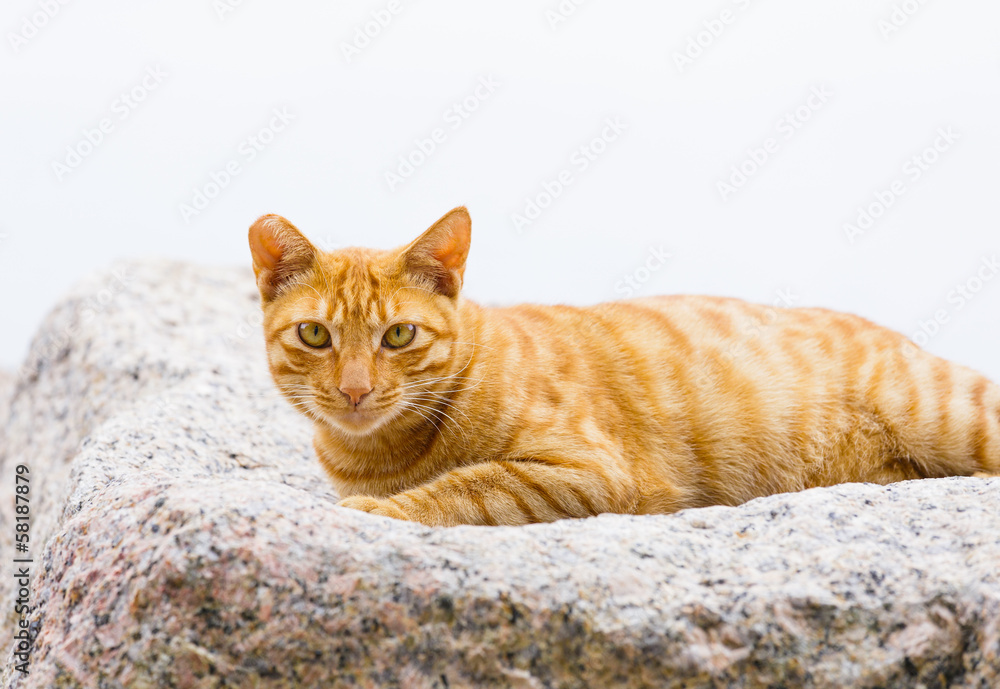 Street cat on rock