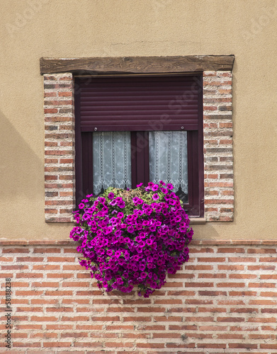 home, sweet flowers photo