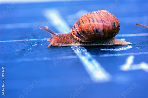 snail crosses the finish line as winner