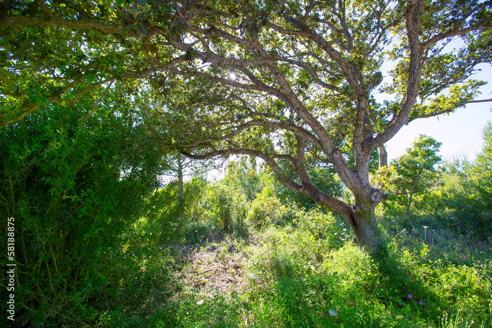 Menorca oak tree forest in northern cost near Cala Pilar Menorca oak tree forest in northern cost near Cala Pilar