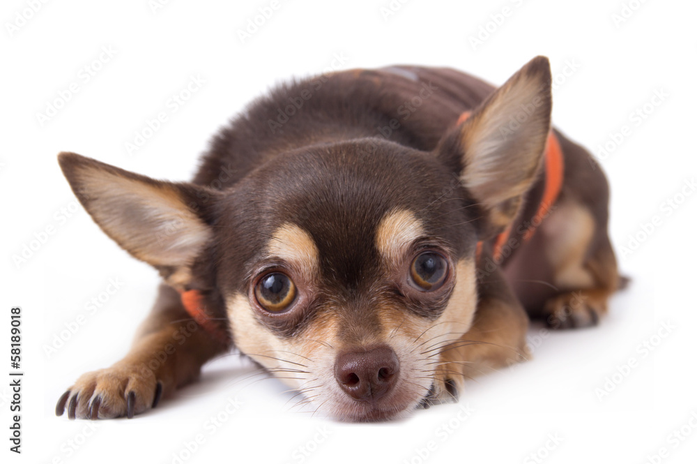 chihuahua dog