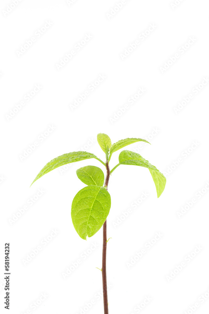 young plant tree on white background young plant tree on white background