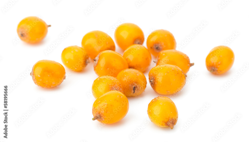 sea buckthorn isolated on the white background sea buckthorn isolated on the white background
