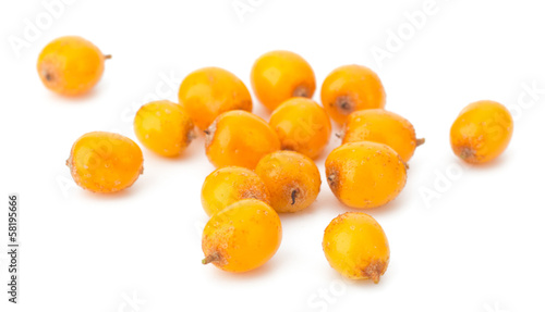 sea buckthorn isolated on the white background