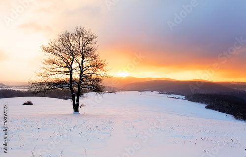 Winter mountain landscape with tree at sunset © TTstudio