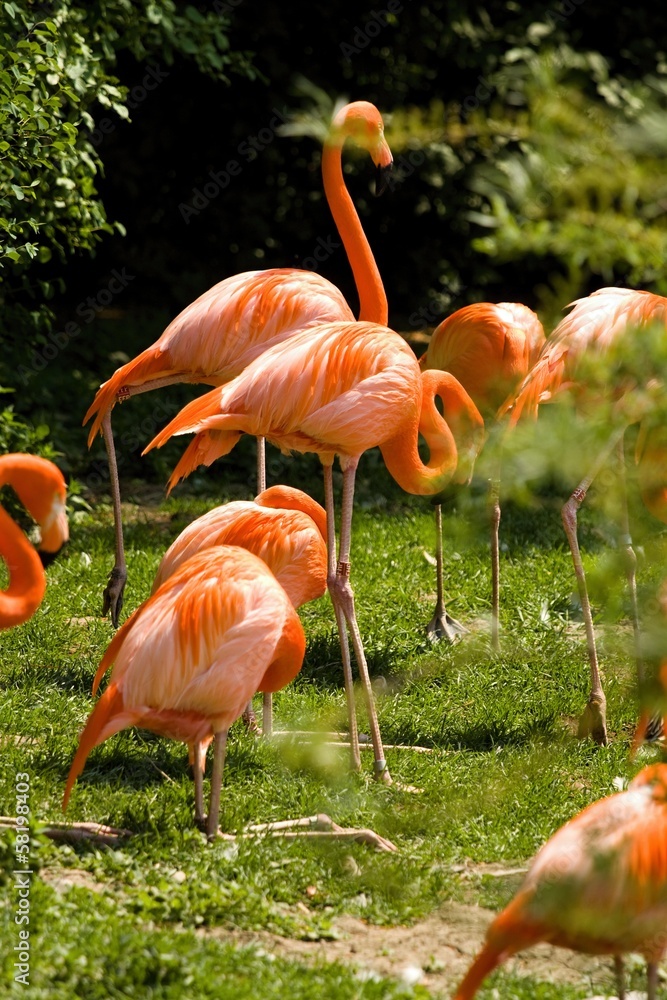 Flamingo Flamingo