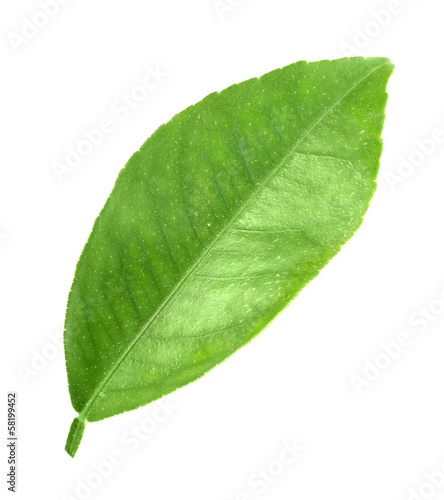 Green leaf of citrus-tree