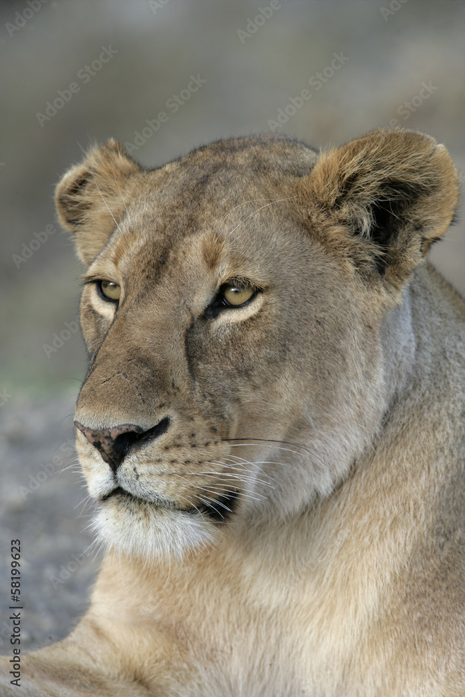 African lion, Panthera leo African lion, Panthera leo