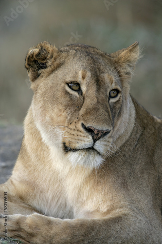 African lion, Panthera leo