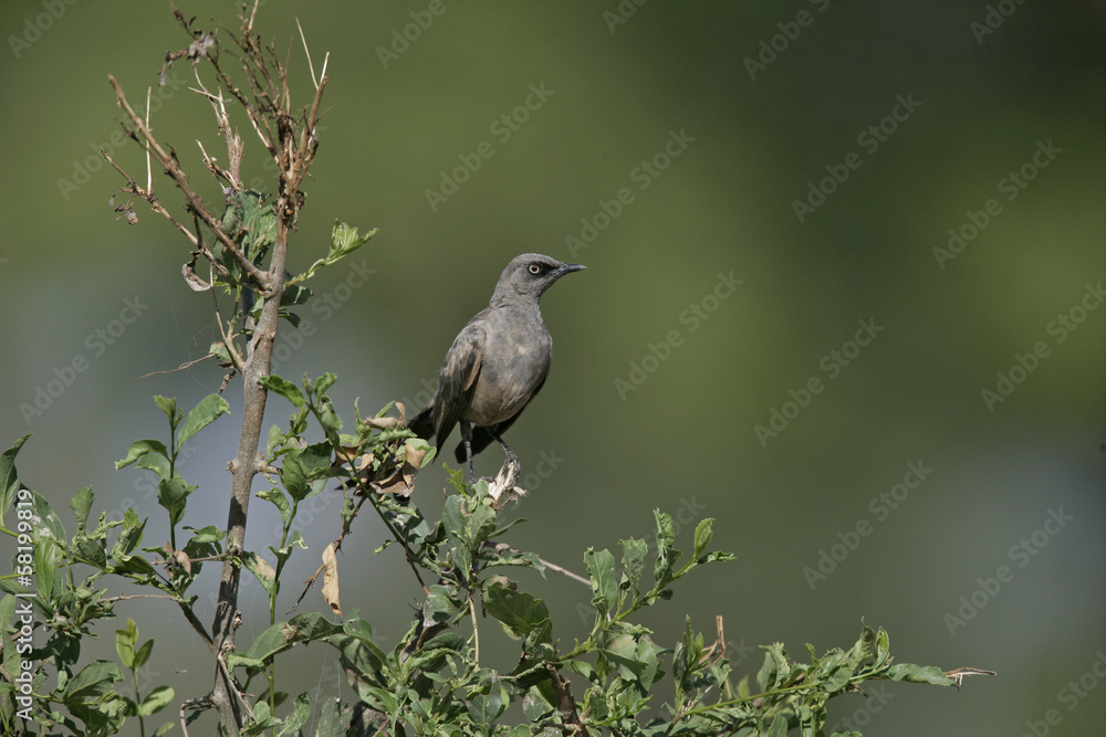 Ashy starling, Cosmopsarus unicolor Ashy starling, Cosmopsarus unicolor