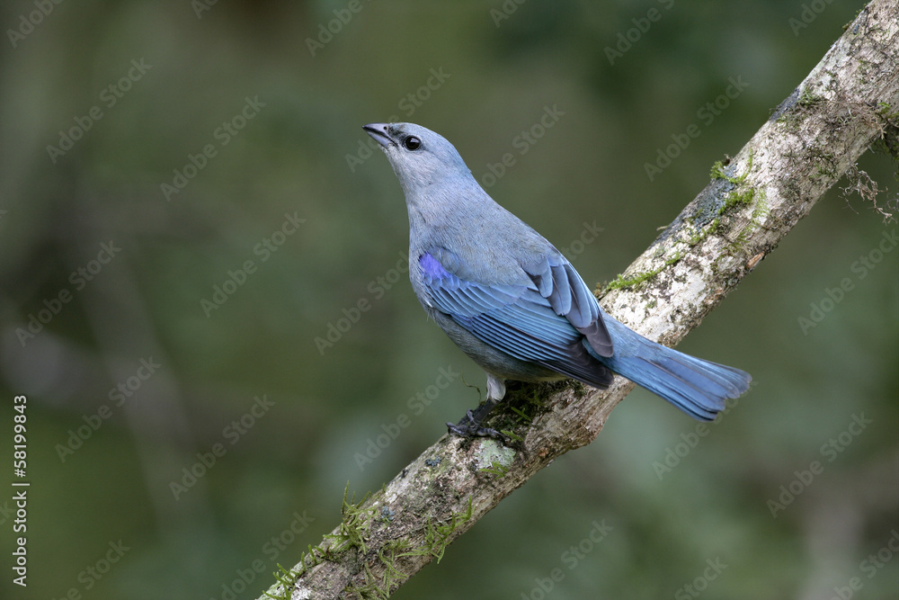 Azure-shouldered tanager, Thraupis cyanoptera Azure-shouldered tanager, Thraupis cyanoptera