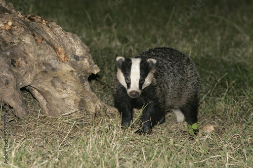 Badger,  Meles meles © Erni